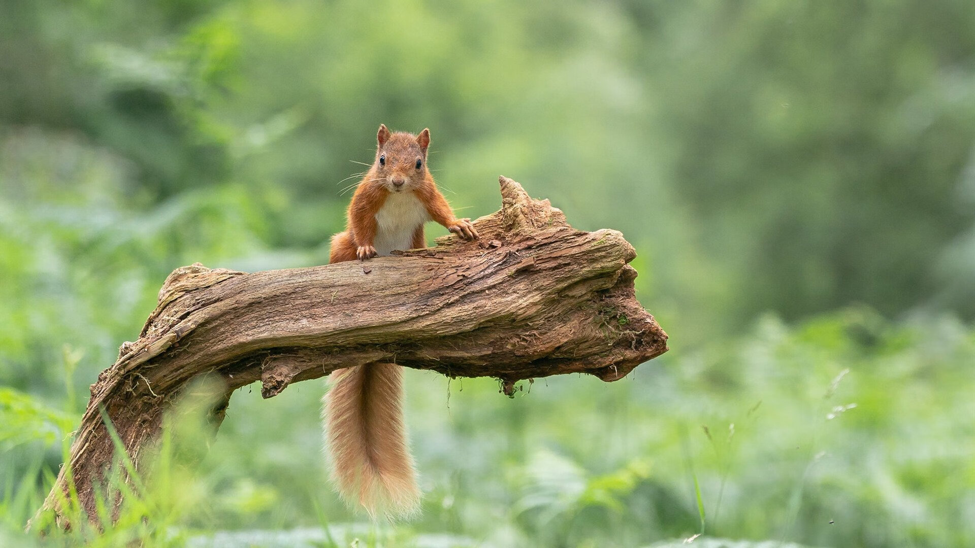 “法甲最后阶段,豪门拼搏保荣誉”,法甲豪门有哪些