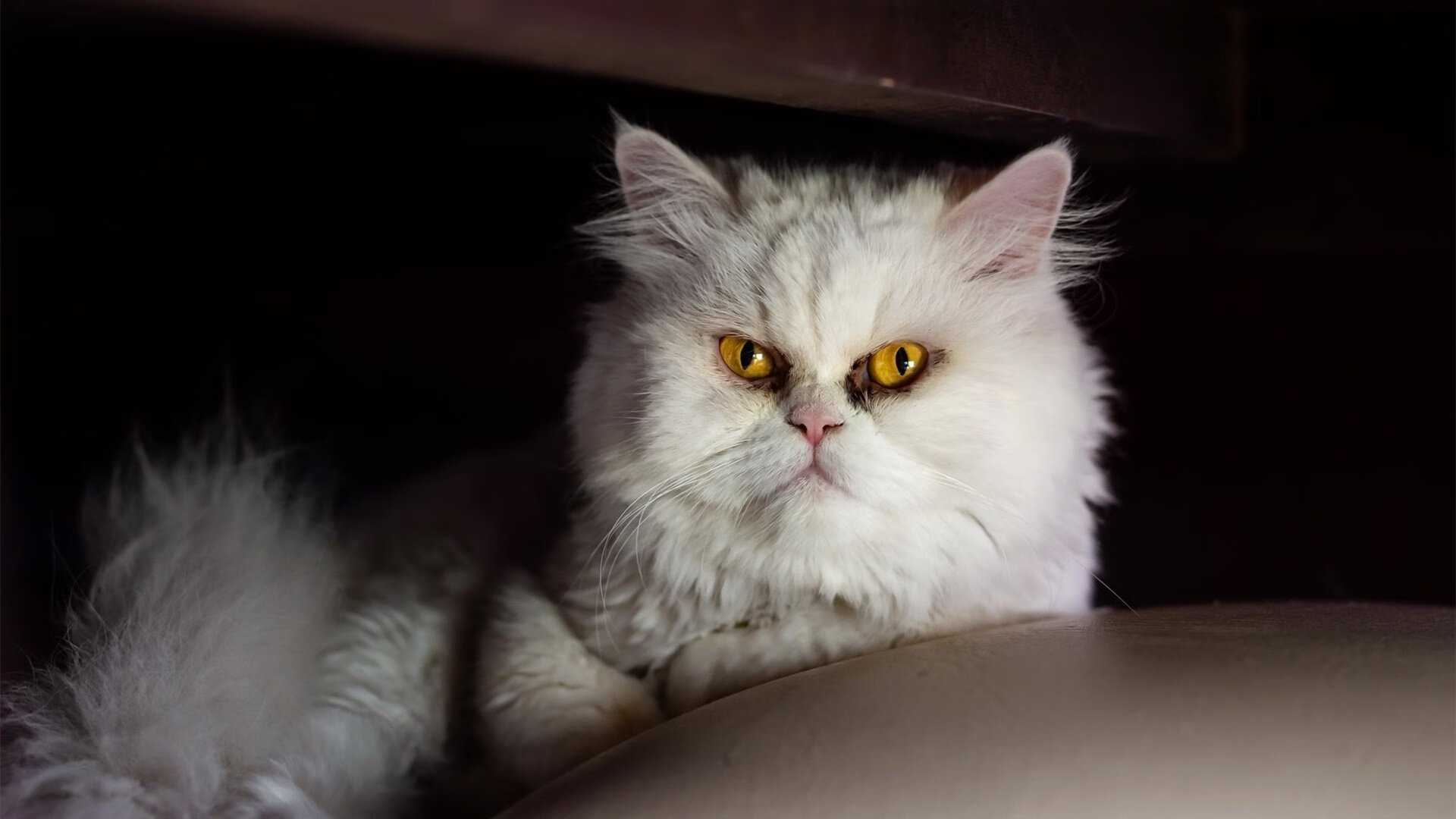 中国乒协公布奥运阵容,马龙孙颖莎携手征战巴黎,乒乓球奥运冠军马龙