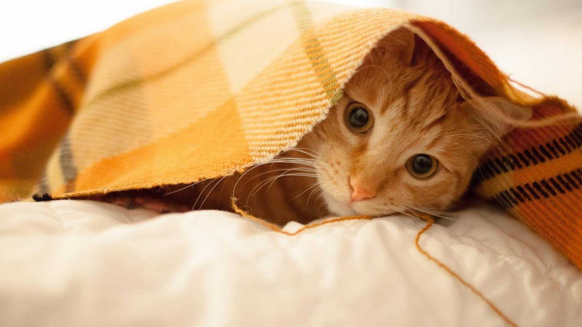 开云官网APP下载-亚洲洲际杯赛即将进入激烈角逐阶段，洲际赛是什么规则