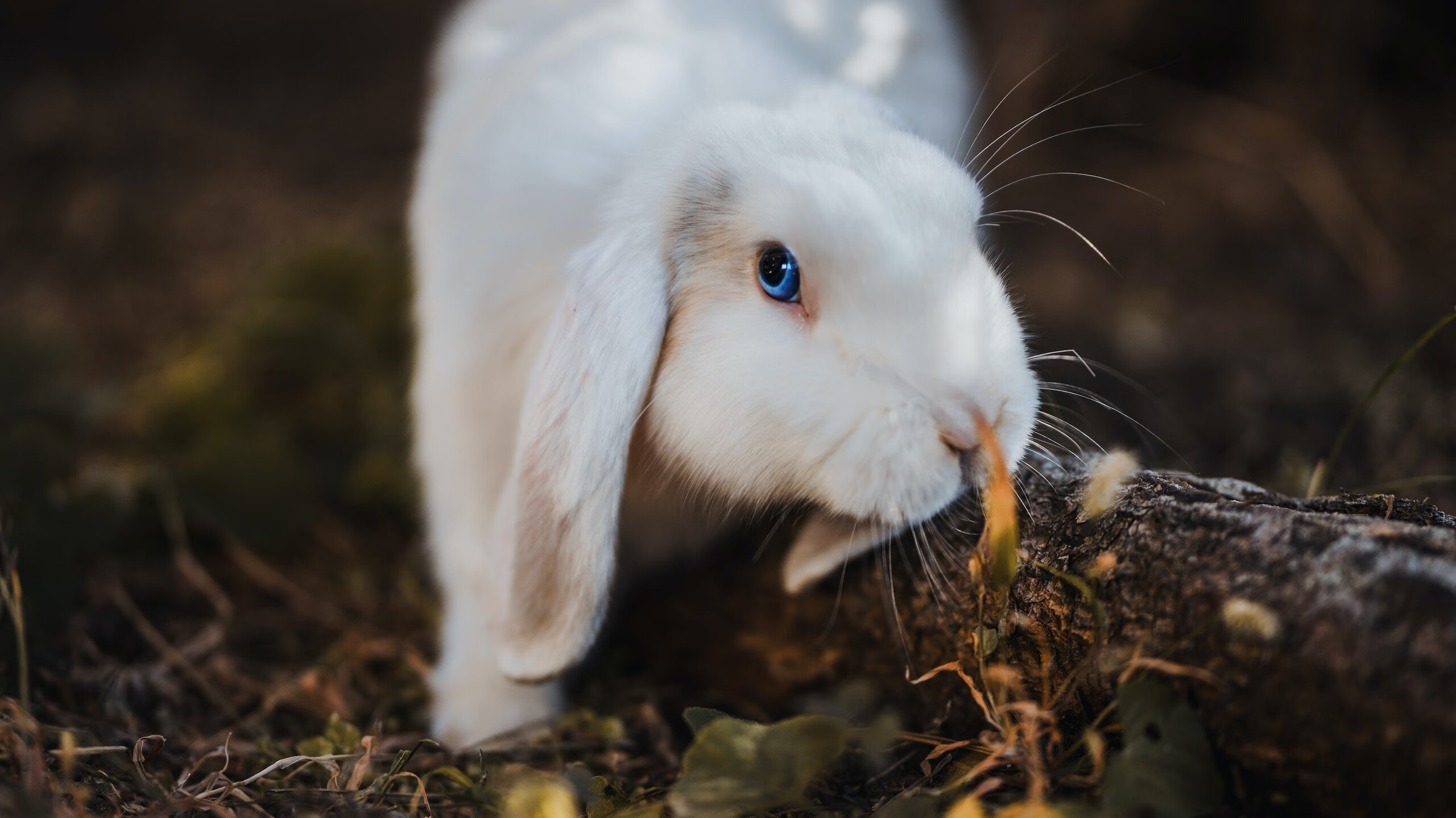开云kaiyun-国足海外归国球员表现亮眼，国足海外主场