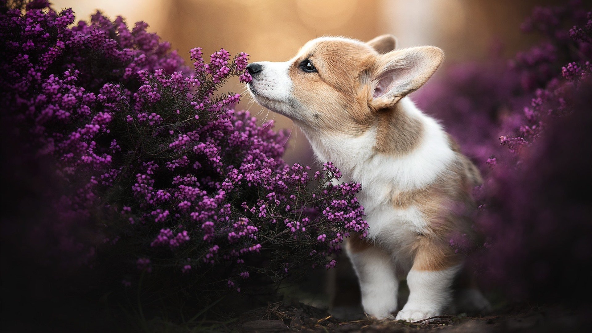 开云体育APP下载-塞尔维亚对阵匈牙利，欧洲国家联赛强者争霸，塞尔维亚和匈牙利交界的城市