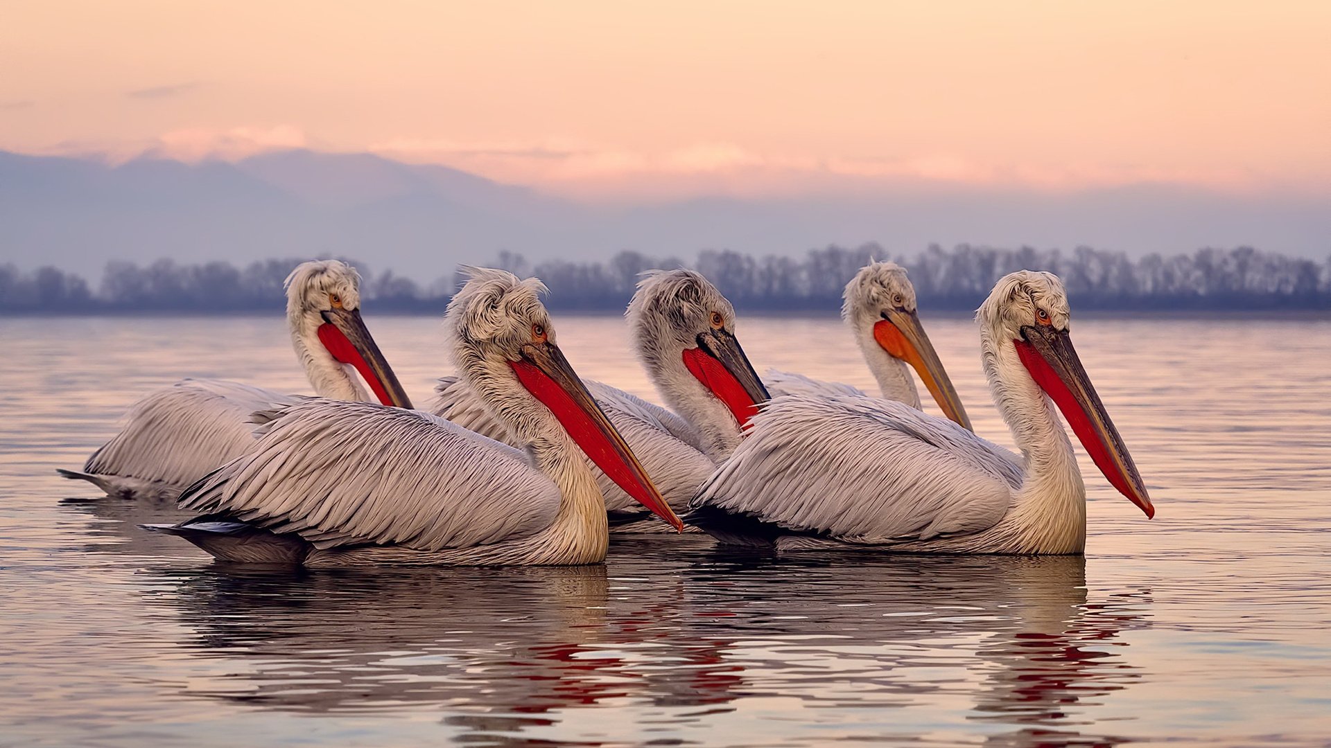 夏洛特队在最新一场比赛中实现逆袭,取得胜利,夏洛特比赛视频