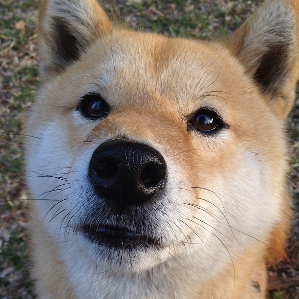巴西队新星小罗纳尔多表现出色,备受期待,巴西的小罗纳尔多