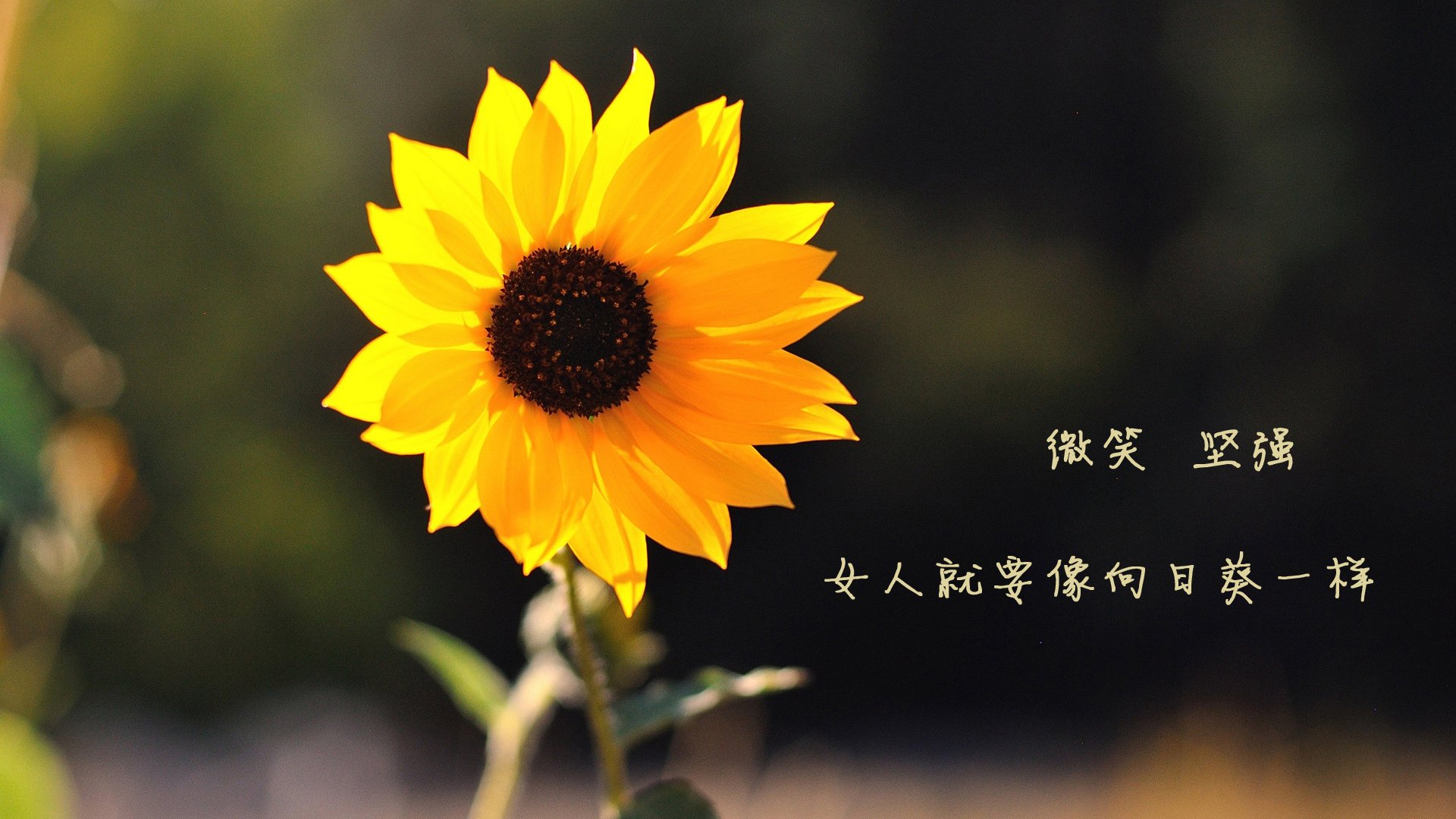 德甲豪门遭遇连败,球队状态堪忧,德甲土豪球队