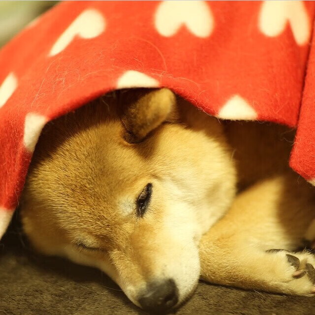 斯图加特是否具备中场控制力提升空间,斯图加特dsh