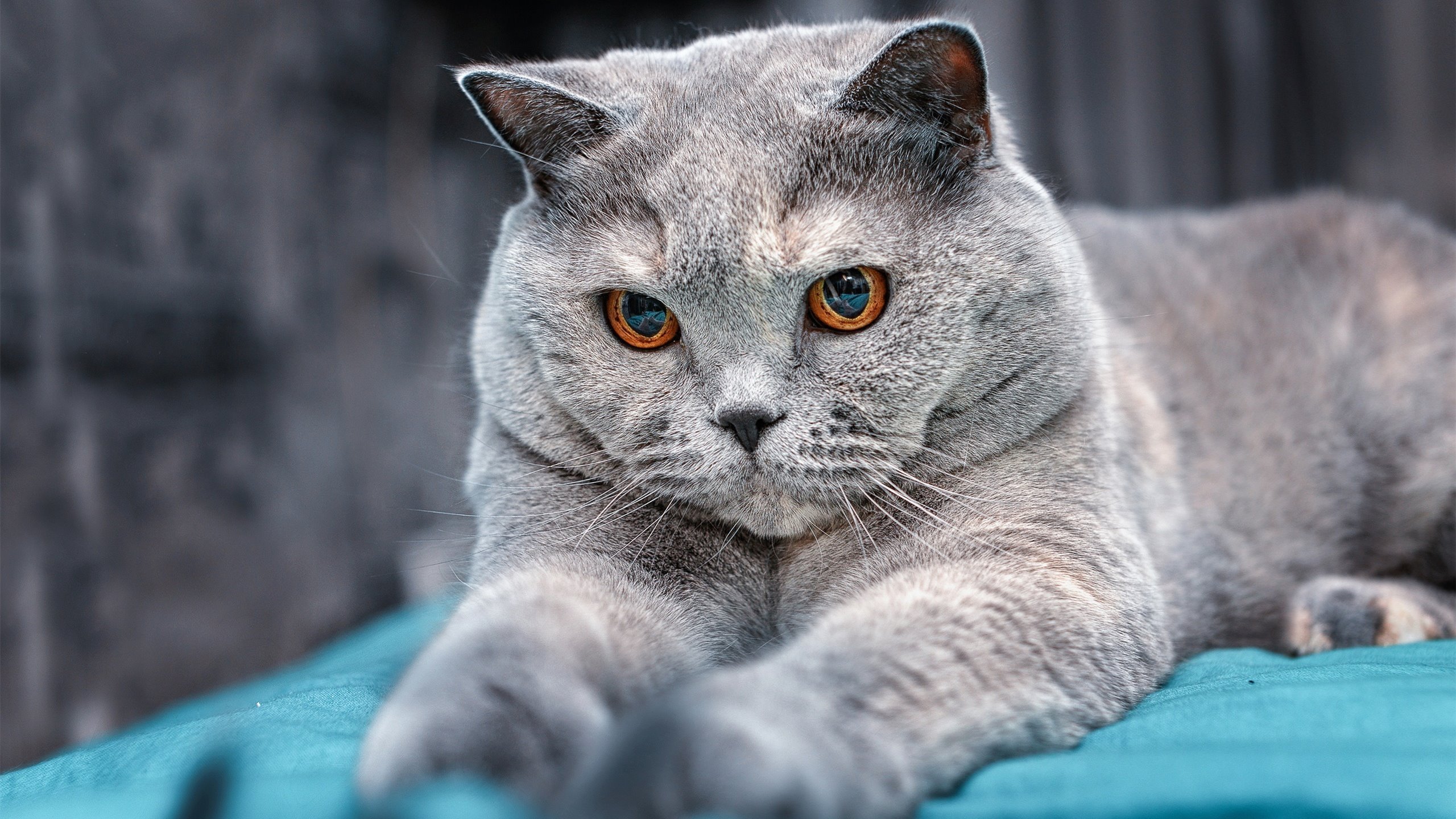 斯特拉斯堡在法甲联赛中排名第十,法甲斯特拉斯堡vs马赛