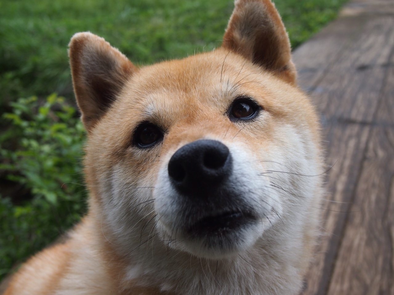 荷兰女足在预选赛中失去奥运资格,荷兰女足小组第一