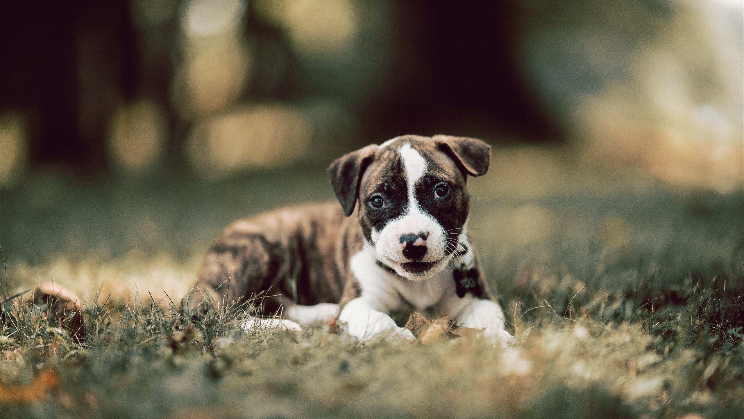 开云·Kaiyun网页版-莱斯特城首轮迎战曼联，力争开门红，莱斯特城vs曼联比赛直播