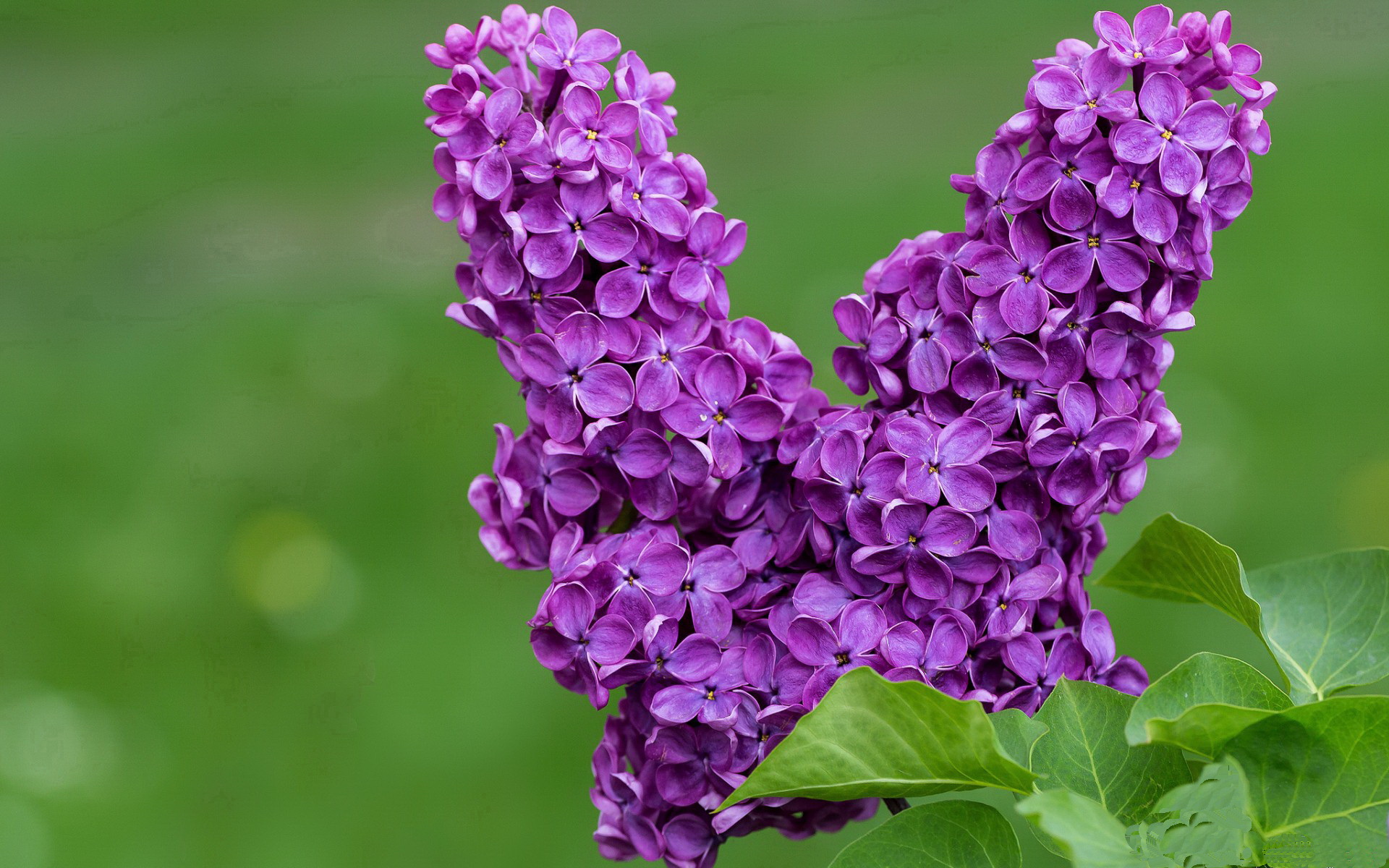 开云官网-贝尔格莱德红星战绩稳步提升，贝尔格莱德红星德比