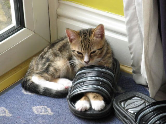 阿尔阿赫利年轻力量显现,阿尔阿赫利足球俱乐部