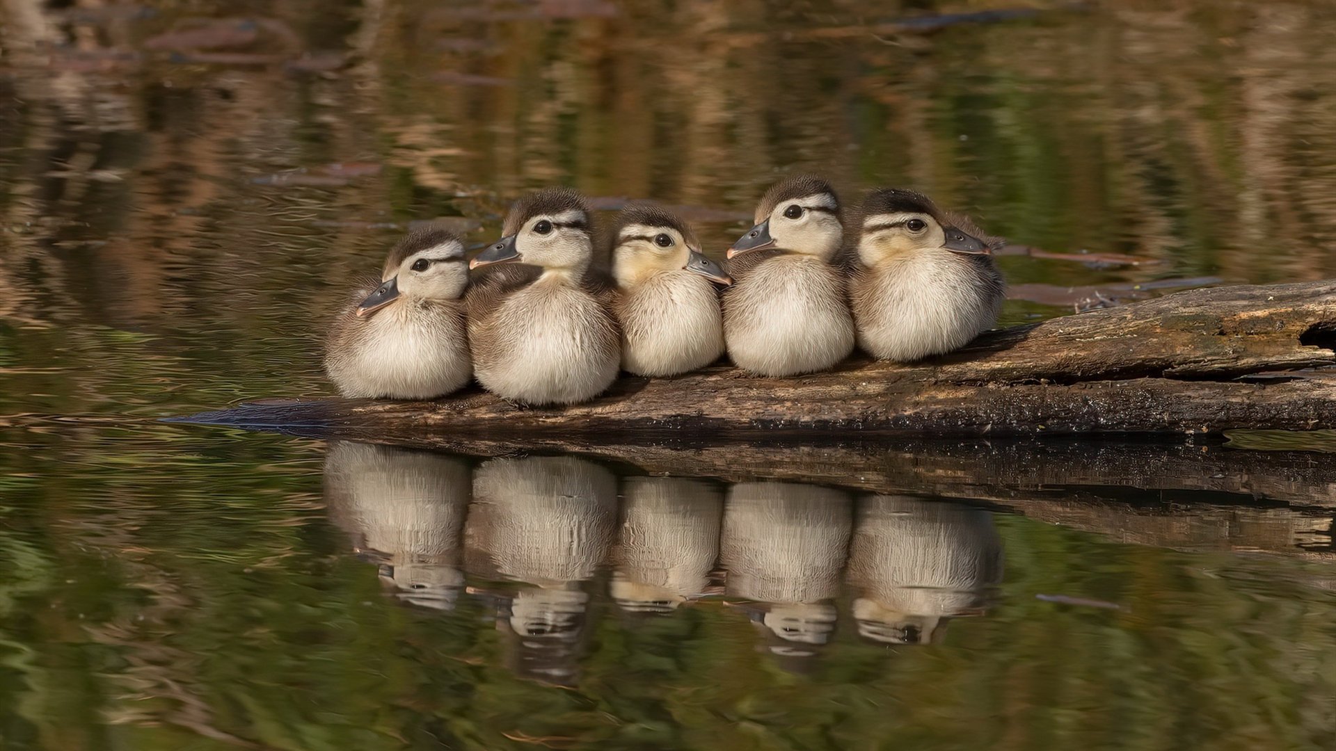 kaiyun体育综合-阿森纳后卫受伤离场，影响球队防守，阿森纳的后卫
