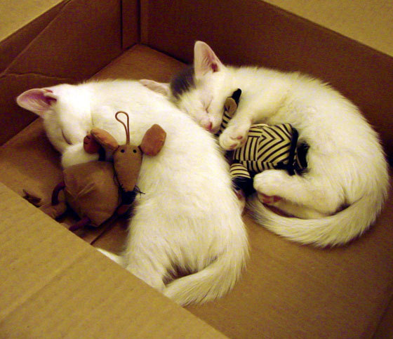 校园体育文化与学生心理健康关联研究,学校体育心理学的意义