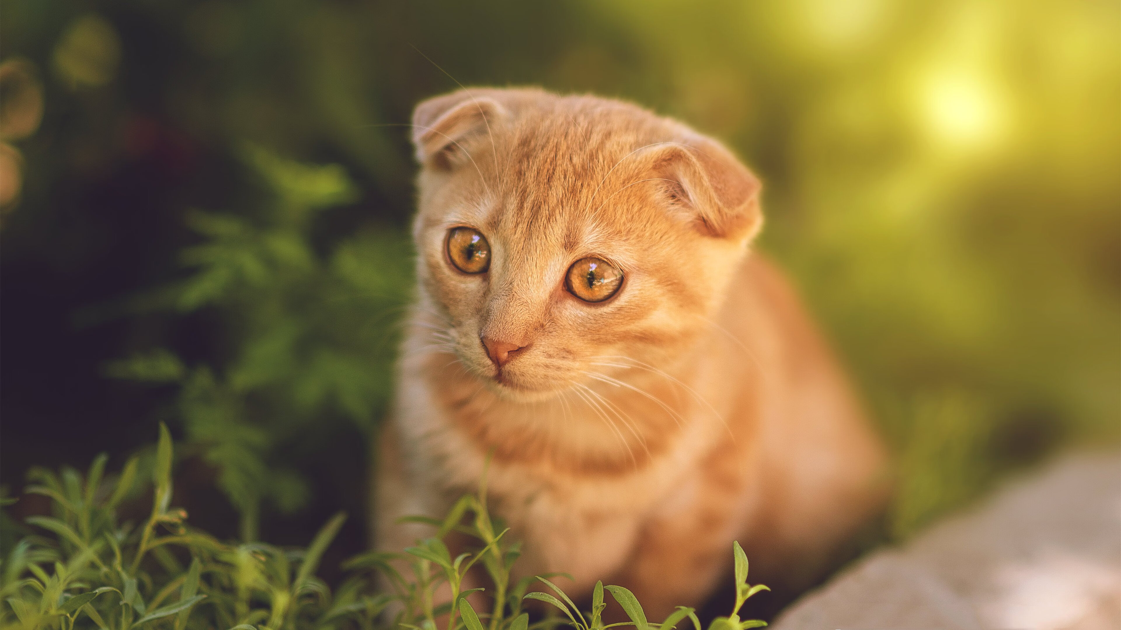 开云网页版-篮球运动员比赛中负荷管理与恢复机制探讨，篮球运动训练负荷分析