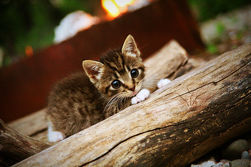 五大联赛比赛场地草皮质量是否干扰技战术发挥,五大联赛草坪