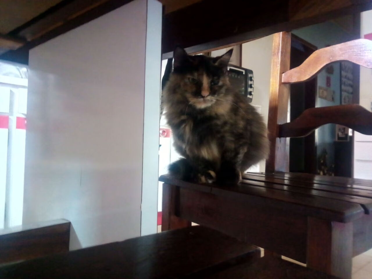 海湾者年轻球员潜力无限,未来可期,看一下海湾