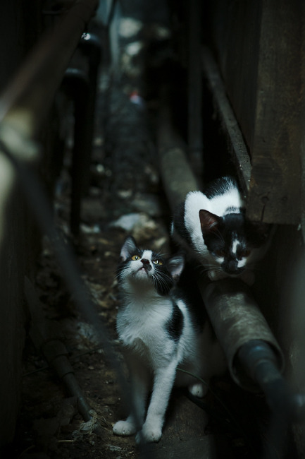 CBA推出主场自定义视觉主题提升观赛新鲜感,cba主场地板设计升级