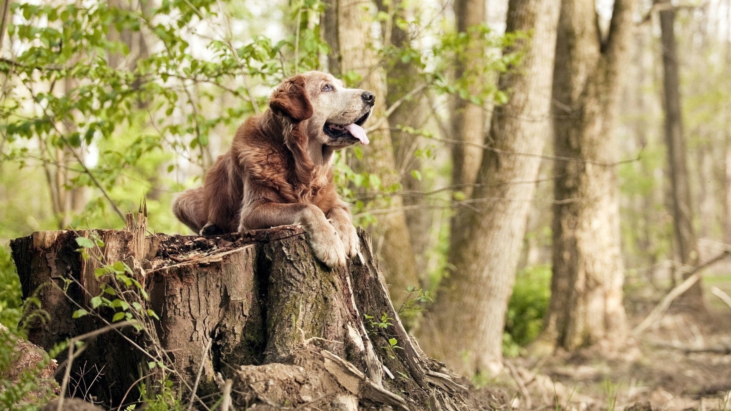 足球行业实现信息化管理,提升运营效能,足球队信息管理系统